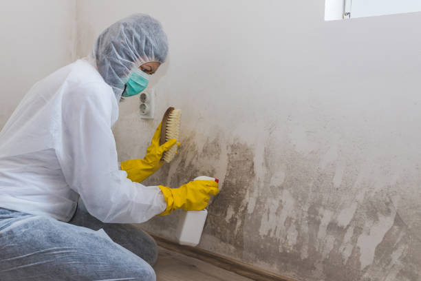 Professional Mold Removal in San Bernardino, CA